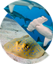 host database icon