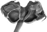 Balanobothriidea