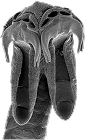 Calliobothriidea