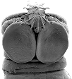 Cyclophyllidea