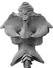 Litobothriidea