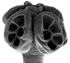 Loculobothriidea