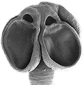 Phyllobothriidea