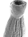 Spathebothriidea
